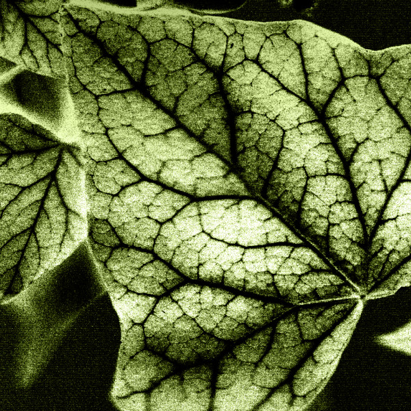 Hedera Helix