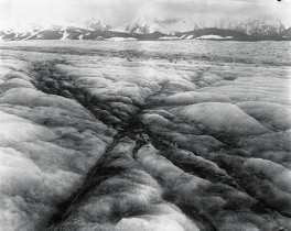 z cyklu Salix Polaris / 2012