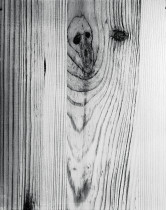 z cyklu Salix Polaris / 2012