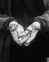 z cyklu Salix Polaris / 2012