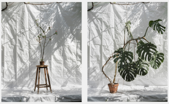 z cyklu Zimowy ogród / 2021