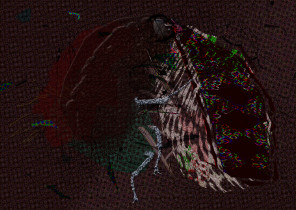 Emilia Chrobok, Robak, Druk cyfrowy, 70 x 100 cm, 2015