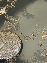 Szelest - instalacja + audio - 2024