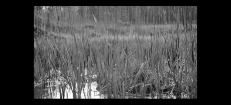 Monika Gawron, Bestia