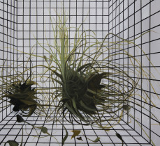 Tillandsia