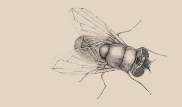 III NAGRODA: Sylwia Krachulec – Pozory mylą