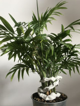 Magdalena Ferdyn, Czułość