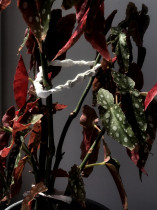 Magdalena Ferdyn, Czułość