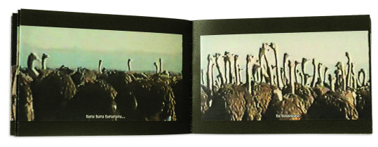 Katarzyna Nowobilska, Pustynia Kalahari, 2014