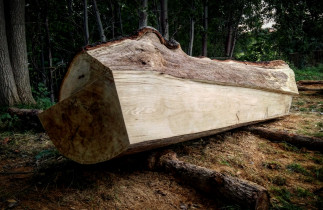 "Sacrum" (dąb) - Moritzburg, Niemcy 2017.