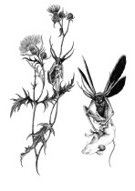 Tymoteusz Pawłowski