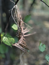 Fragment instalacji &mdash; Postrzyżyny 