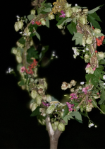 Fragment projektu inspirowanego Nocą Świętojańską 